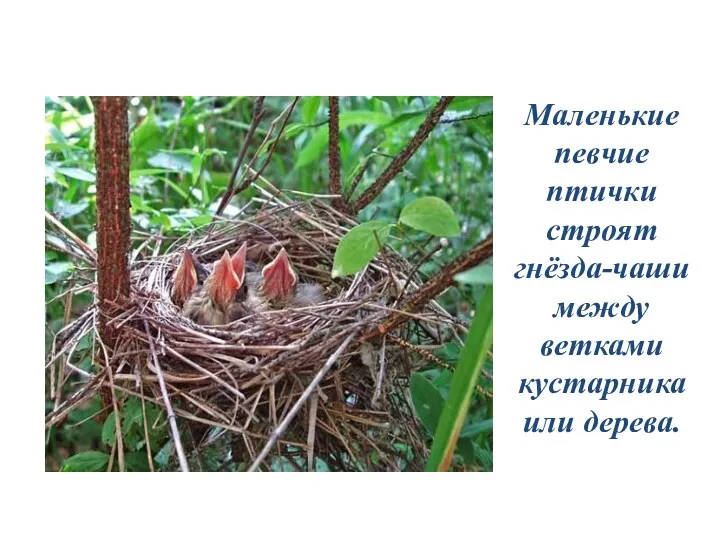 Маленькие певчие птички строят гнёзда-чаши между ветками кустарника или дерева.