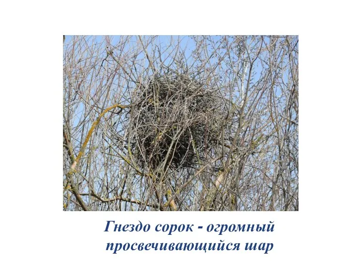 Гнездо сорок - огромный просвечивающийся шар