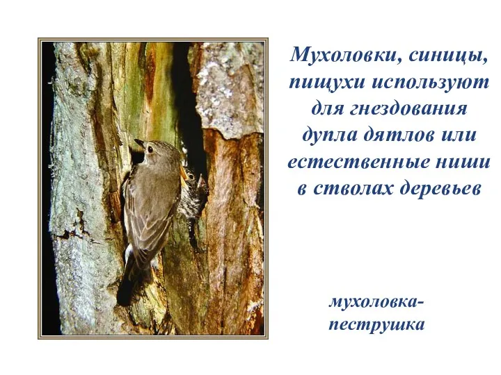 мухоловка-пеструшка Мухоловки, синицы, пищухи используют для гнездования дупла дятлов или естественные ниши в стволах деревьев