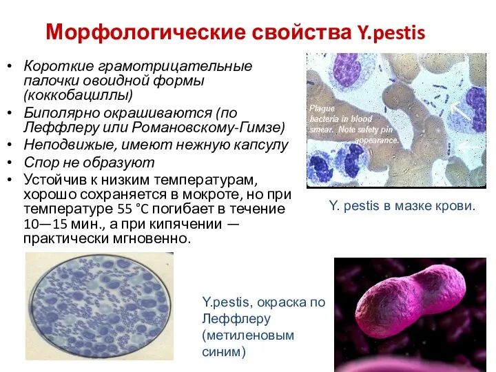Морфологические свойства Y.pestis Короткие грамотрицательные палочки овоидной формы (коккобациллы) Биполярно