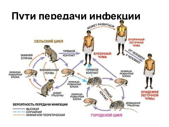 Пути передачи инфекции