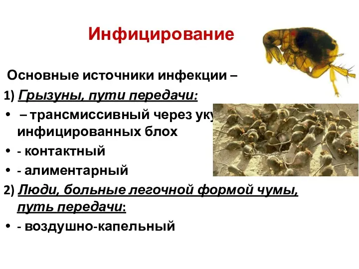 Инфицирование Основные источники инфекции – 1) Грызуны, пути передачи: –