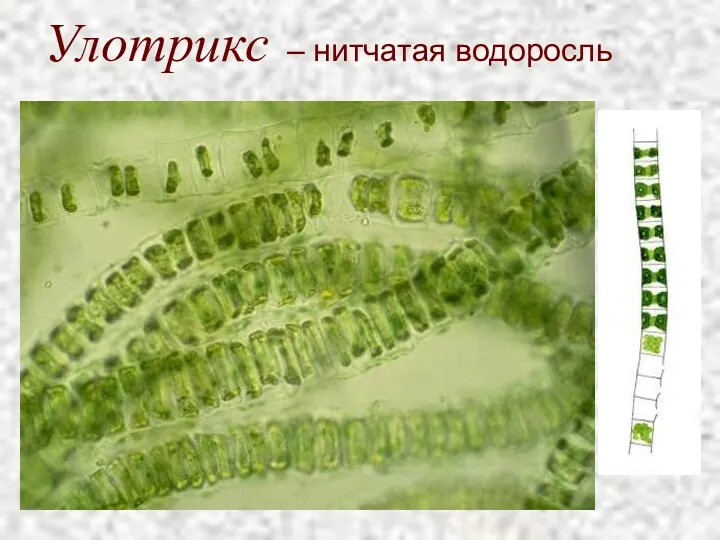Улотрикс – нитчатая водоросль