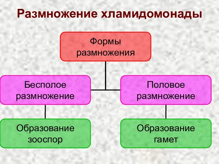 Размножение хламидомонады