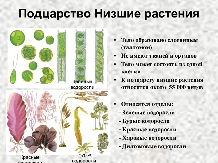 Подцарство Низшие растения Тело образовано слоевищем (талломом) Не имеют тканей