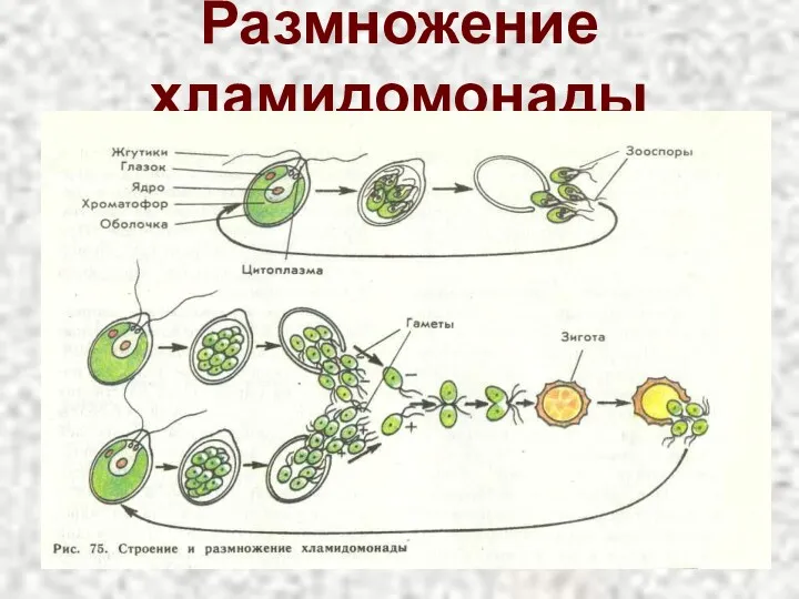 Размножение хламидомонады