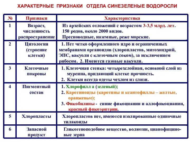 ХАРАКТЕРНЫЕ ПРИЗНАКИ ОТДЕЛА СИНЕЗЕЛЕНЫЕ ВОДОРОСЛИ