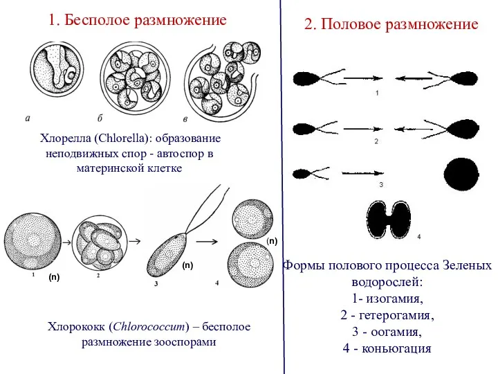 Формы полового процесса Зеленых водорослей: 1- изогамия, 2 - гетерогамия,