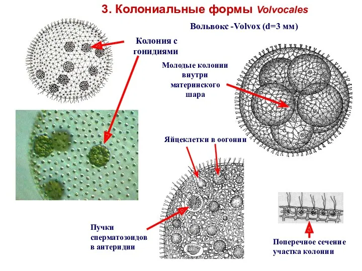 3. Колониальные формы Volvocales Вольвокс -Volvox (d=3 мм) Молодые колонии