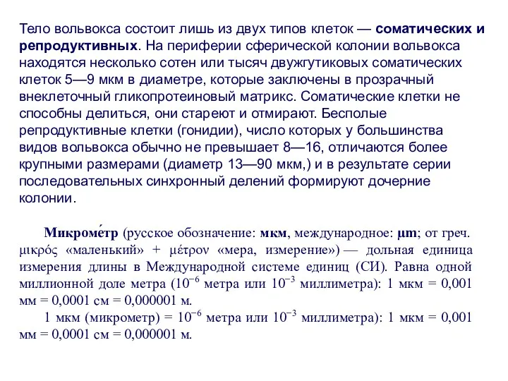 Тело вольвокса состоит лишь из двух типов клеток — соматических