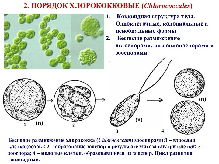 Коккоидная структура тела. Одноклеточные, колониальные и ценобиальные формы Бесполое размножение