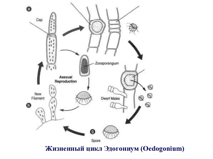 Жизненный цикл Эдогониум (Oedogonium)