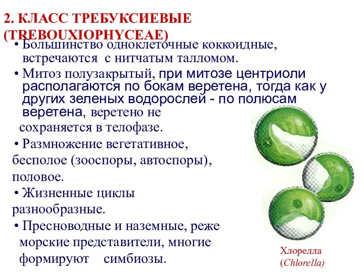 2. КЛАСС ТРЕБУКСИЕВЫЕ (TREBOUXIOPHYCEAE) Большинство одноклеточные коккоидные, встречаются с нитчатым