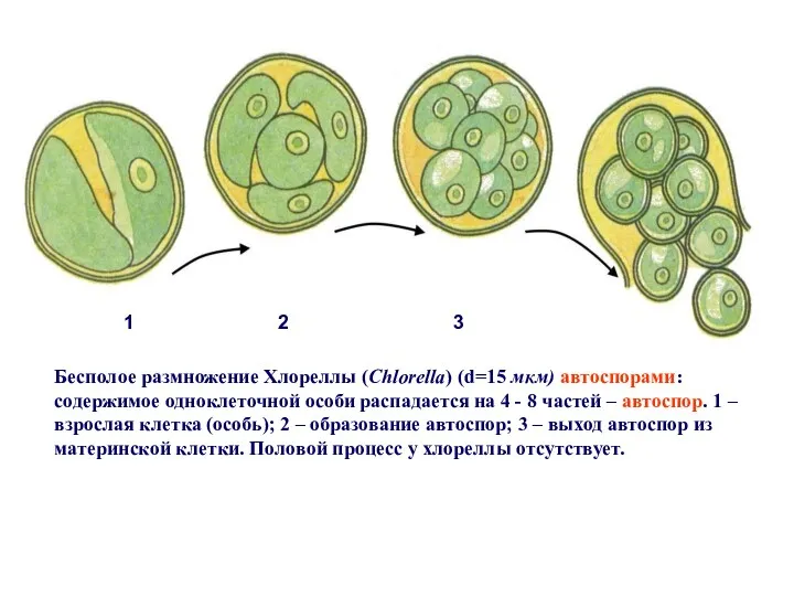 Бесполое размножение Хлореллы (Chlorella) (d=15 мкм) автоспорами: содержимое одноклеточной особи