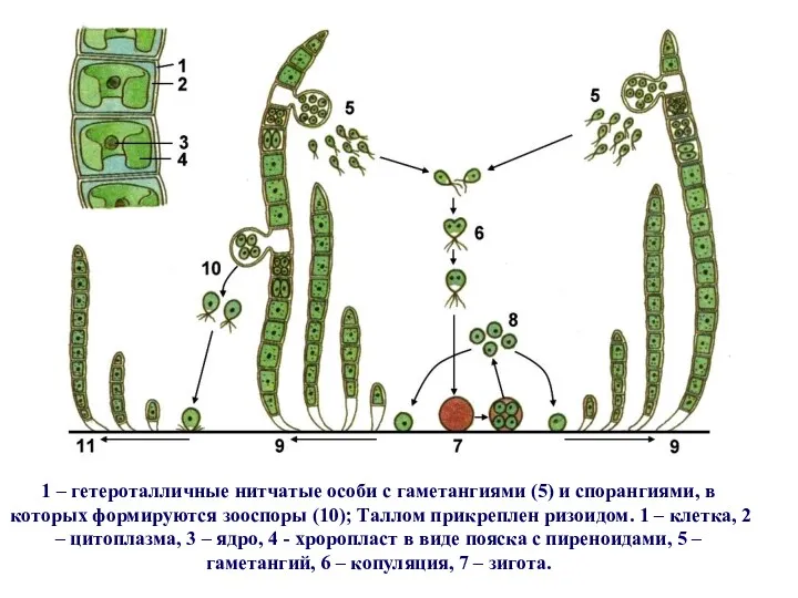 1 – гетероталличные нитчатые особи с гаметангиями (5) и спорангиями,