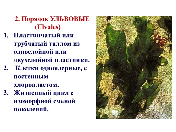 2. Порядок УЛЬВОВЫЕ (Ulvales) Пластинчатый или трубчатый таллом из однослойной