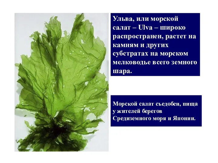 Ульва, или морской салат – Ulva – широко распространен, растет
