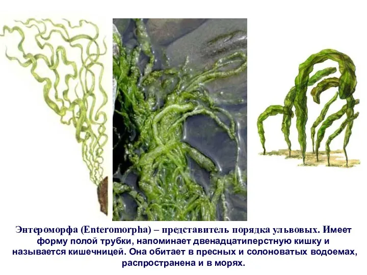 Энтероморфа (Enteromorpha) – представитель порядка ульвовых. Имеет форму полой трубки,