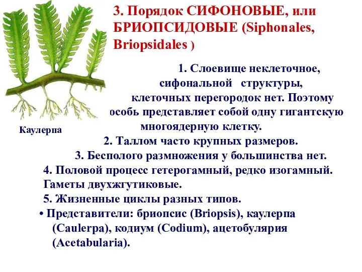 1. Слоевище неклеточное, сифональной структуры, клеточных перегородок нет. Поэтому особь