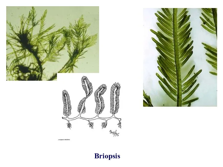 Briopsis