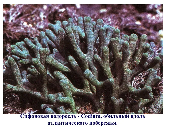 Сифоновая водоросль - Codium, обильный вдоль атлантического побережья.