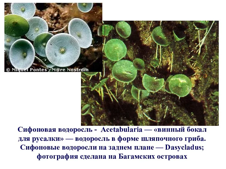 Сифоновая водоросль - Acetabularia — «винный бокал для русалки» —