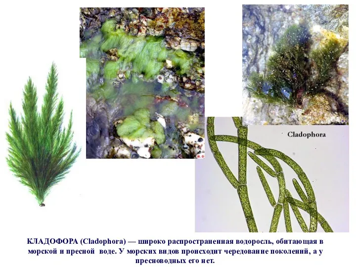 КЛАДОФОРА (Cladophora) — широко распространенная водоросль, обитающая в морской и