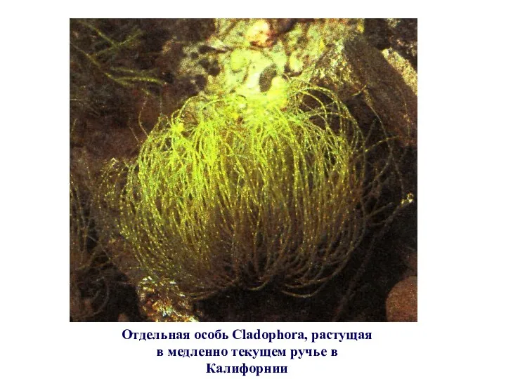 Отдельная особь Cladophora, растущая в медленно текущем ручье в Калифорнии