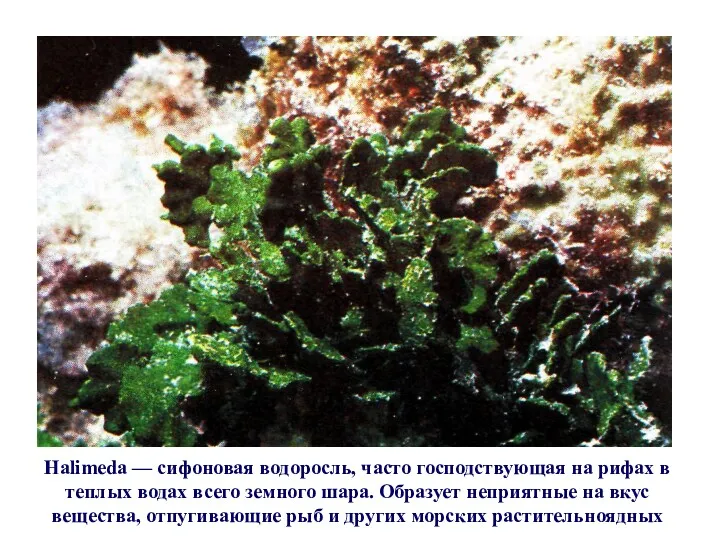 Halimeda — сифоновая водоросль, часто господствующая на рифах в теплых
