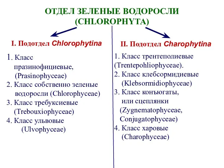ОТДЕЛ ЗЕЛЕНЫЕ ВОДОРОСЛИ (CHLOROPHYTA) I. Подотдел Chlorophytina II. Подотдел Charophytina
