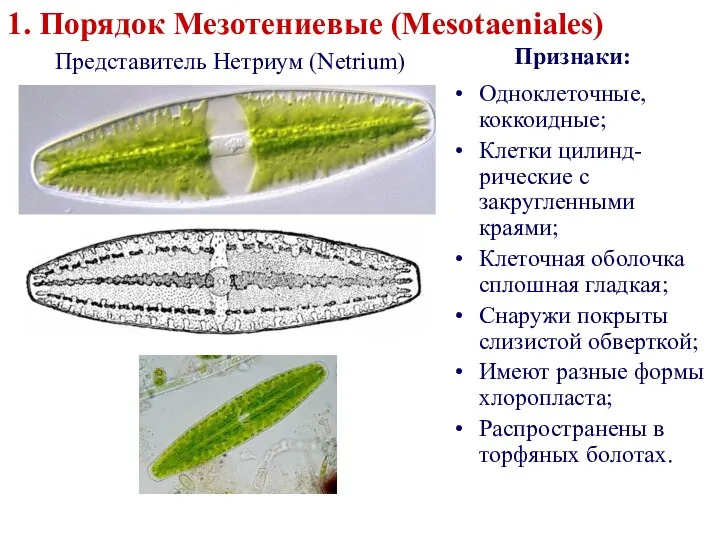 1. Порядок Мезотениевые (Mesotaeniales) Представитель Нетриум (Netrium) Одноклеточные, коккоидные; Клетки