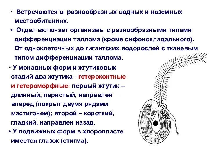 Встречаются в разнообразных водных и наземных местообитаниях. Отдел включает организмы