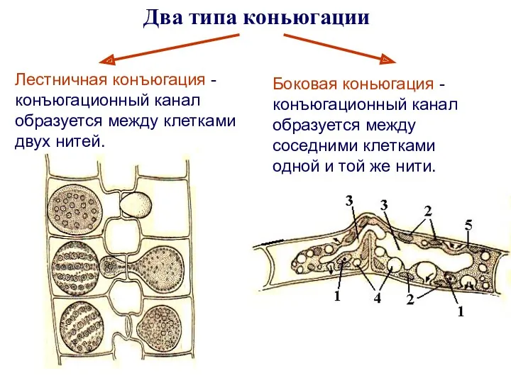 Два типа коньюгации Лестничная конъюгация - конъюгационный канал образуется между