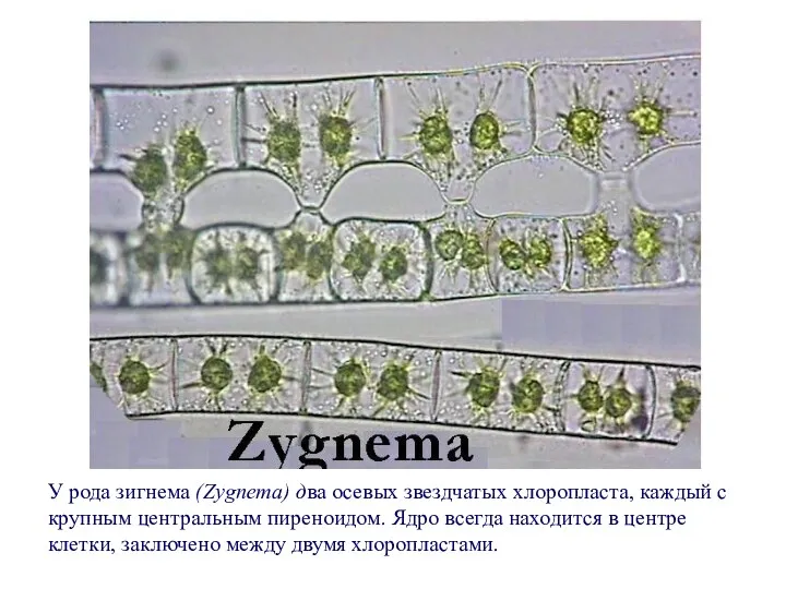 У рода зигнема (Zygnema) два осевых звездчатых хлоропласта, каждый с