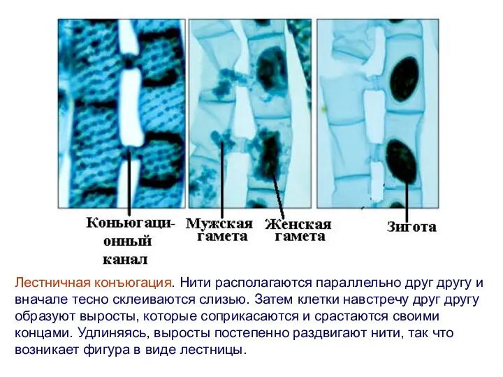 Лестничная конъюгация. Нити располагаются параллельно друг другу и вначале тесно