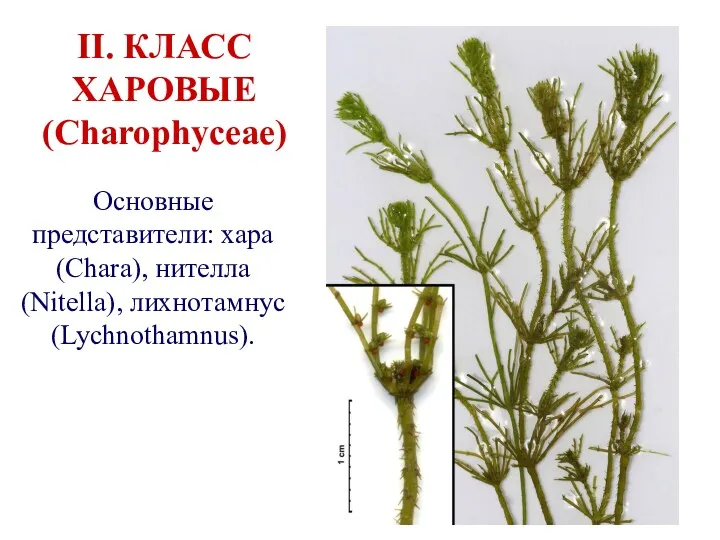 II. КЛАСС ХАРОВЫЕ (Charophyceae) Основные представители: хара (Chara), нителла (Nitella), лихнотамнус (Lychnothamnus).