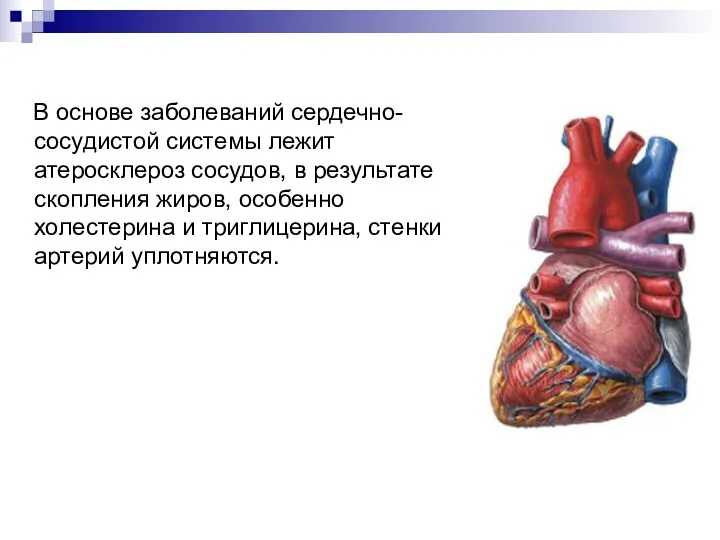 В основе заболеваний сердечно-сосудистой системы лежит атеросклероз сосудов, в результате