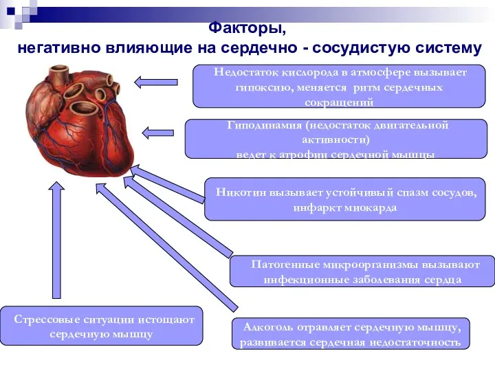 Факторы, негативно влияющие на сердечно - сосудистую систему Недостаток кислорода