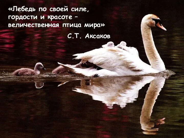 «Лебедь по своей силе, гордости и красоте – величественная птица мира» С.Т. Аксаков