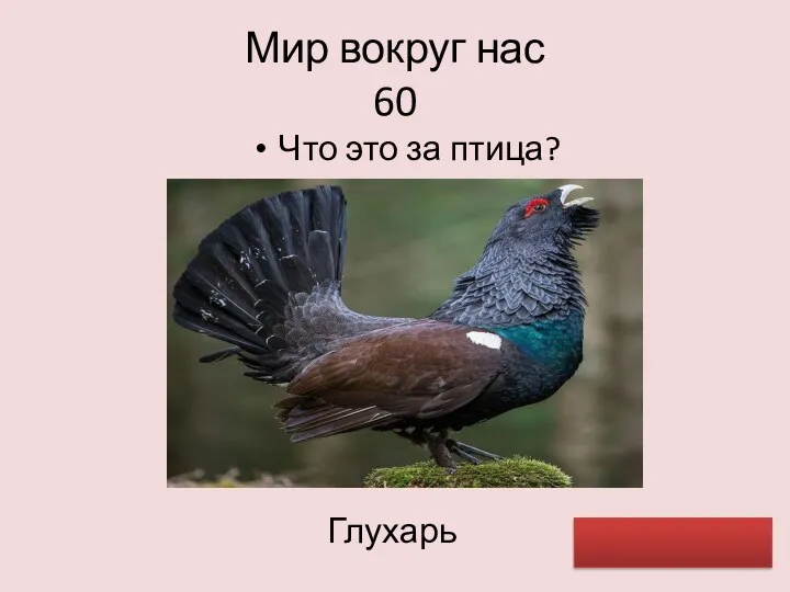 Мир вокруг нас 60 Что это за птица? Глухарь