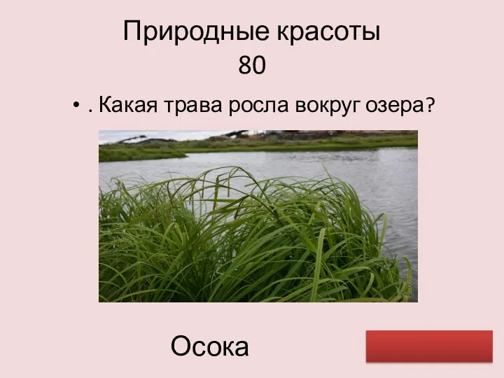 Природные красоты 80 . Какая трава росла вокруг озера? Осока
