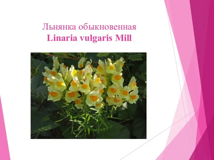 Льнянка обыкновенная Linaria vulgaris Mill
