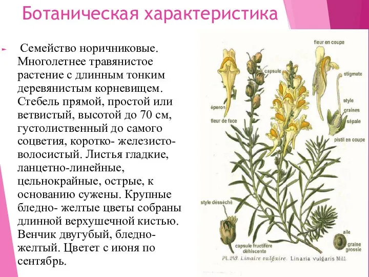 Ботаническая характеристика Семейство норичниковые. Многолетнее травянистое растение с длинным тонким