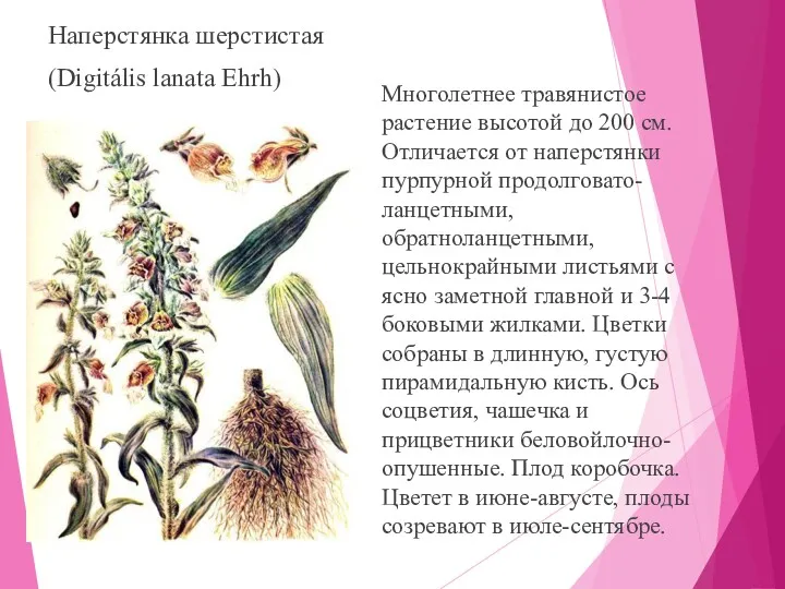 Наперстянка шерстистая (Digitális lanata Ehrh) Многолетнее травянистое растение высотой до 200 см. Отличается