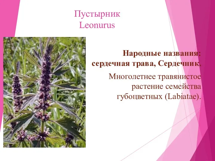 Пустырник Leonurus Народные названия: сердечная трава, Сердечник. Многолетнее травянистое растение семейства губоцветных (Labiatae).