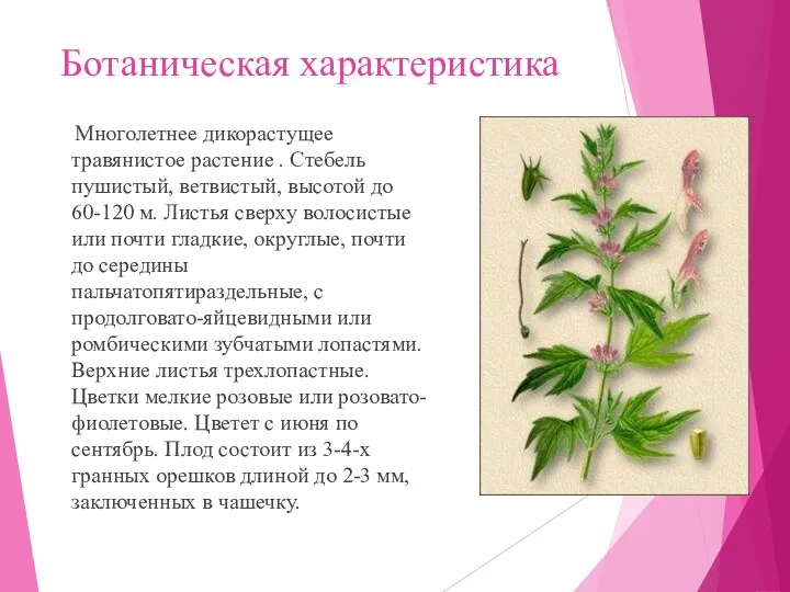 Ботаническая характеристика Многолетнее дикорастущее травянистое растение . Стебель пушистый, ветвистый, высотой до 60-120