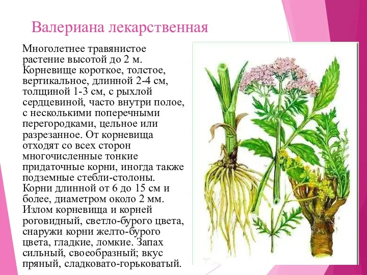 Валериана лекарственная Многолетнее травянистое растение высотой до 2 м. Корневище короткое, толстое, вертикальное,