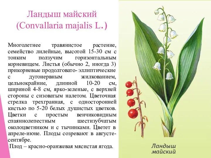 Ландыш майский (Convallaria majalis L.) Многолетнее травянистое растение, семейство лилейные, высотой 15-30 см
