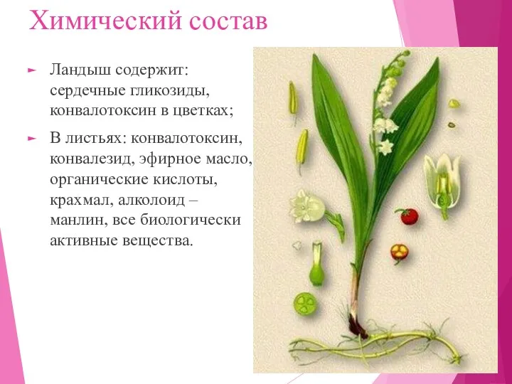 Химический состав Ландыш содержит: сердечные гликозиды, конвалотоксин в цветках; В листьях: конвалотоксин, конвалезид,