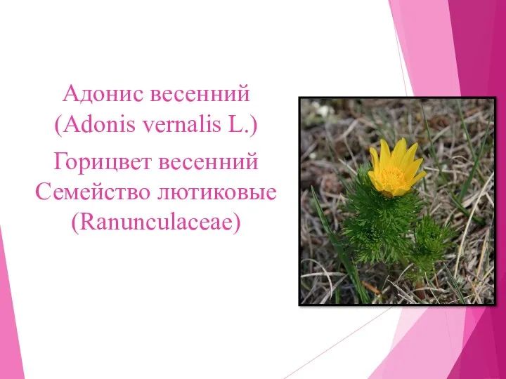 Адонис весенний (Adonis vernalis L.) Горицвет весенний Семейство лютиковые (Ranunculaceae)